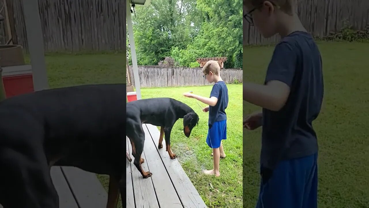 Do all #doberman hate the rain and water in general? Comment and let me know. #comment #shorts