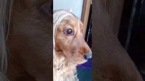 golden dog , shorts