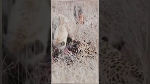 Leopard hunting baby warthog then hyena steal from leopard