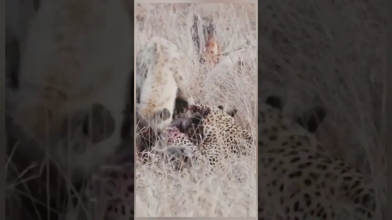 Leopard hunting baby warthog then hyena steal from leopard