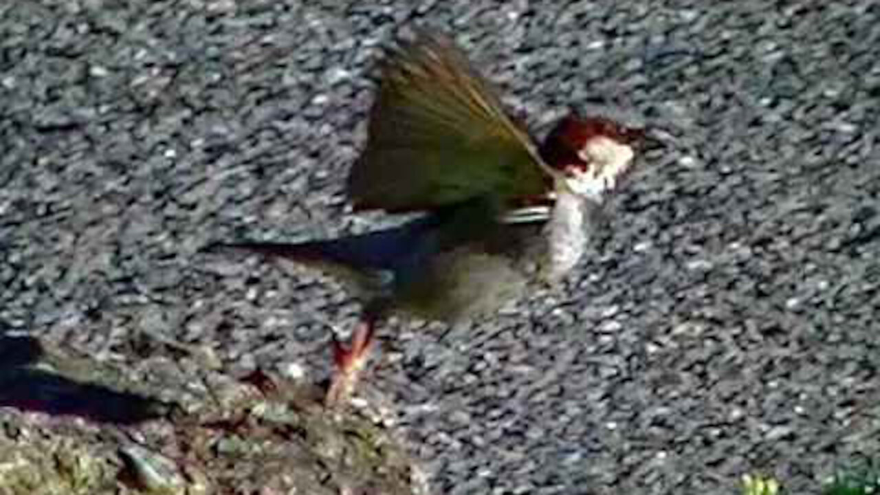 IECV NV #357 - 👀 Male House Sparrow Jumping From Rock To Rock 🐤5-27-2017