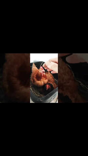 Good morning Forest are you laying an egg She has a lot to say Will she bite me?