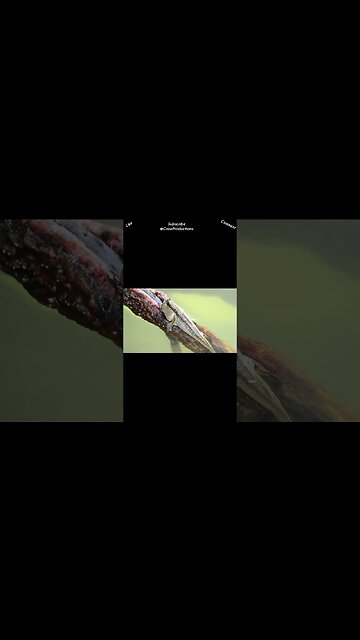 Lungfish can live out of water for several years #fish #shorts