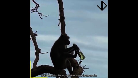 Funny Monkey Videos