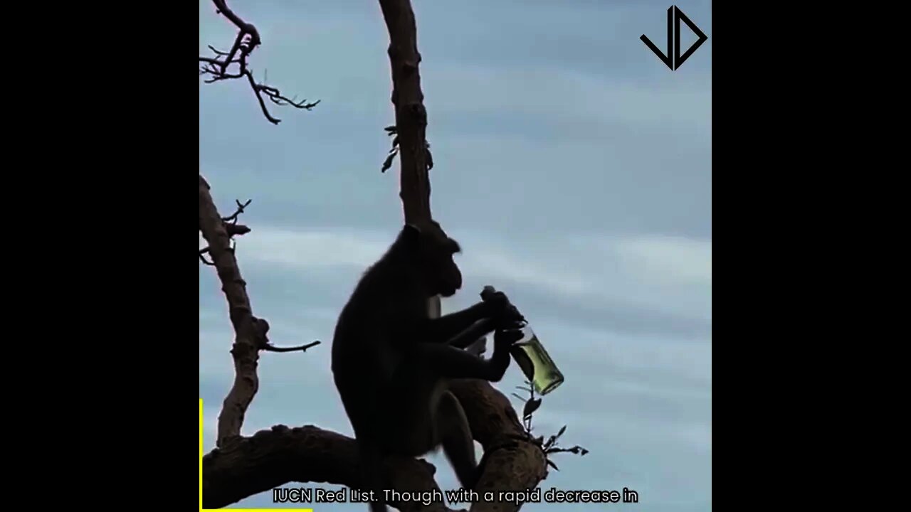 Funny Monkey Videos