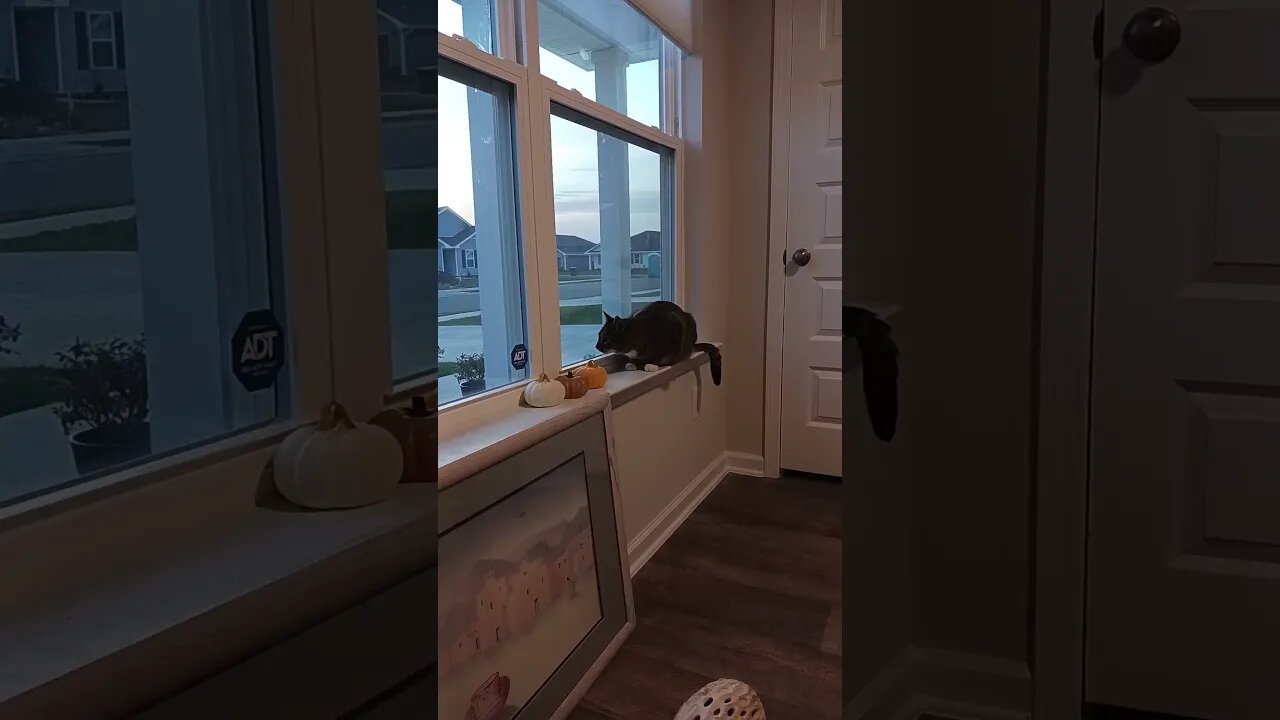 cat in office window