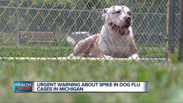 Urgent warning issued about spike in dog flu cases in Michigan