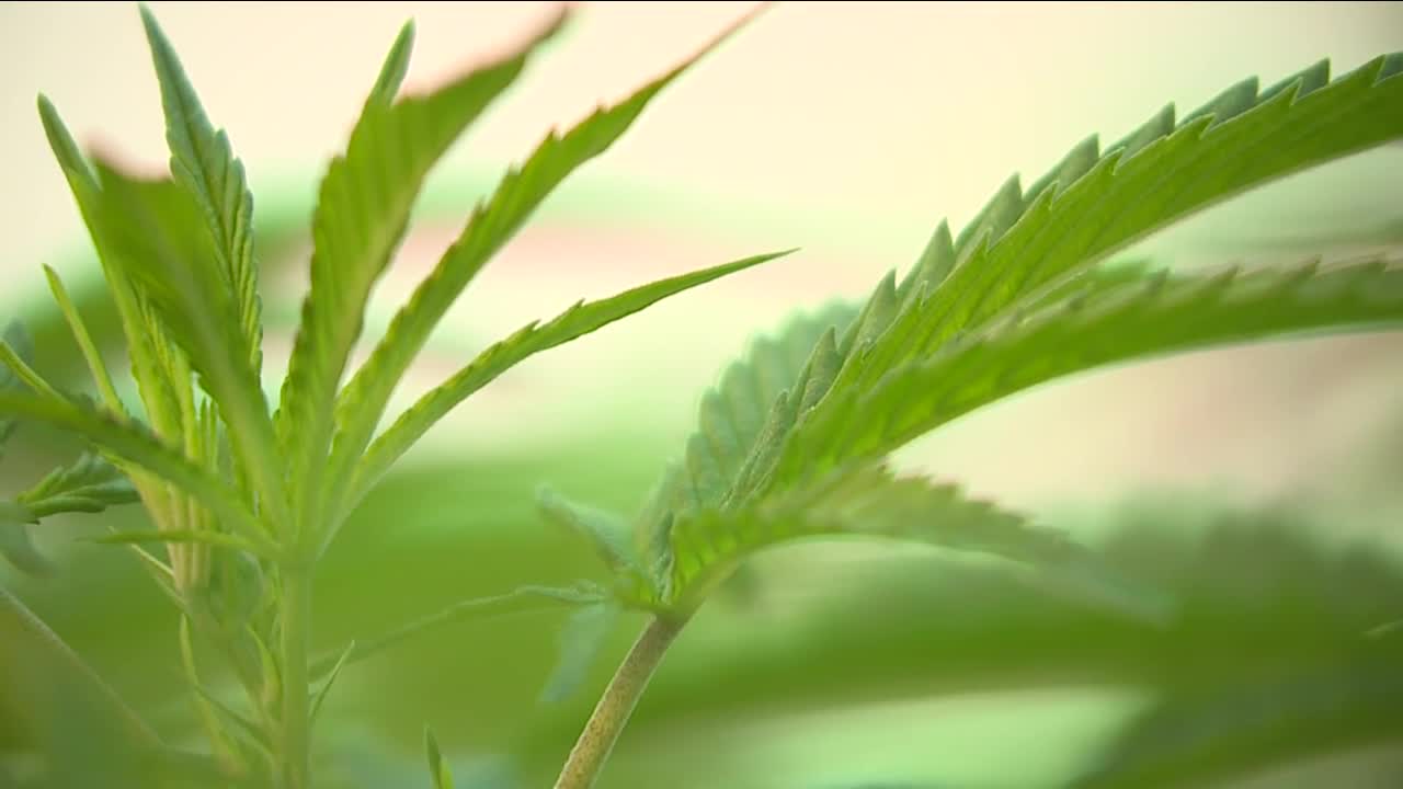 Changing attitudes towards marijuana, Ohio's laws could force lawmakers to take action