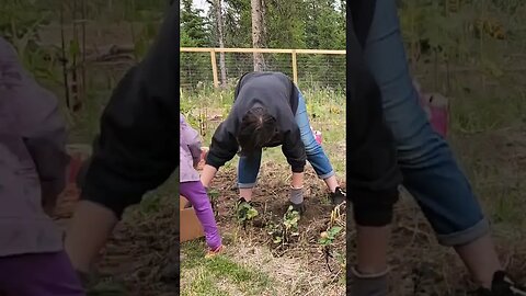 Potato Harvest