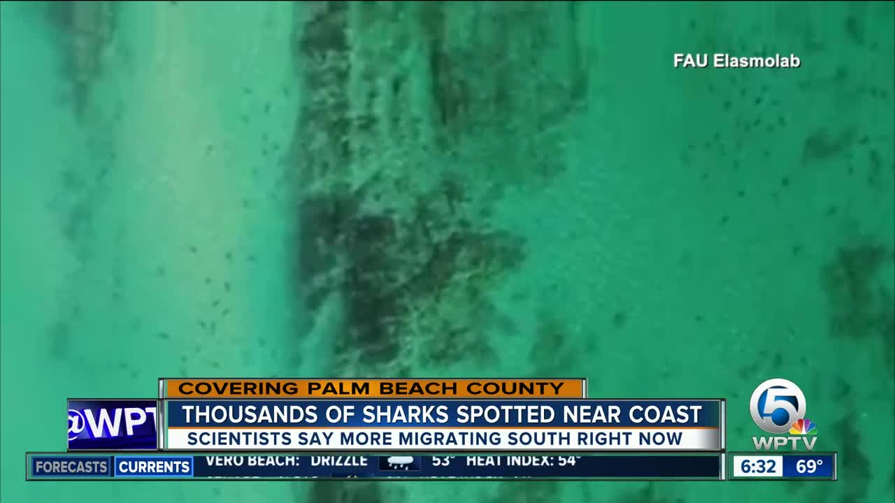 Shark migrations spotted offshore in Palm Beach County