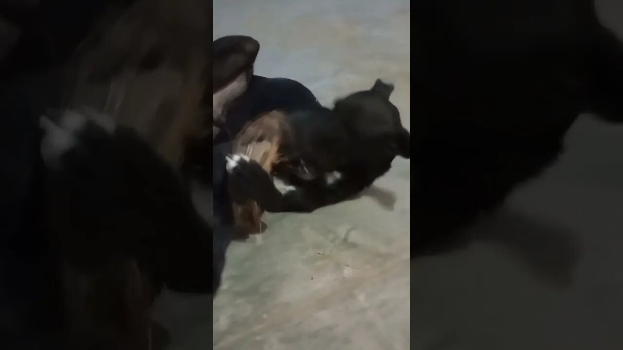 Robert play time πΆπ