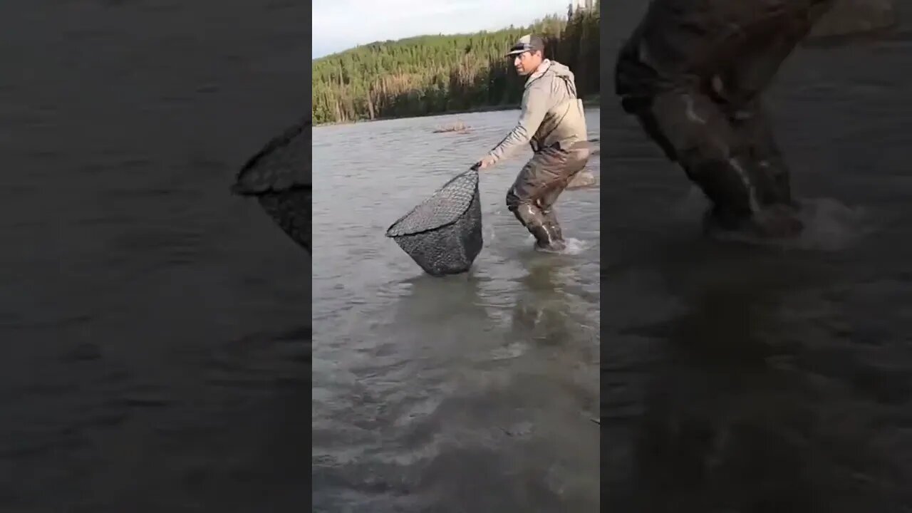 Flossing Salmon in the Kenai River! #alaska