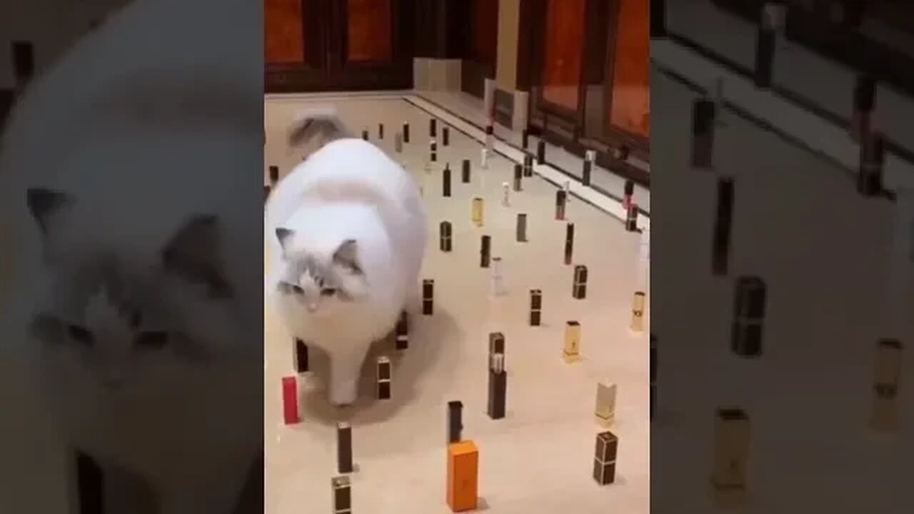 PLAYING CAT VIDEO MEAWWW