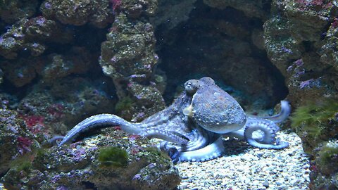 🔥 Fascinating Octopus videos
