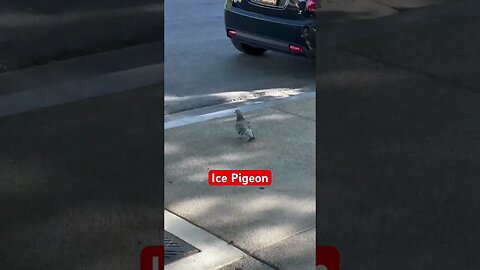 Gangsta Pigeons, Running Las Vegas Streets. You better step out of the way.