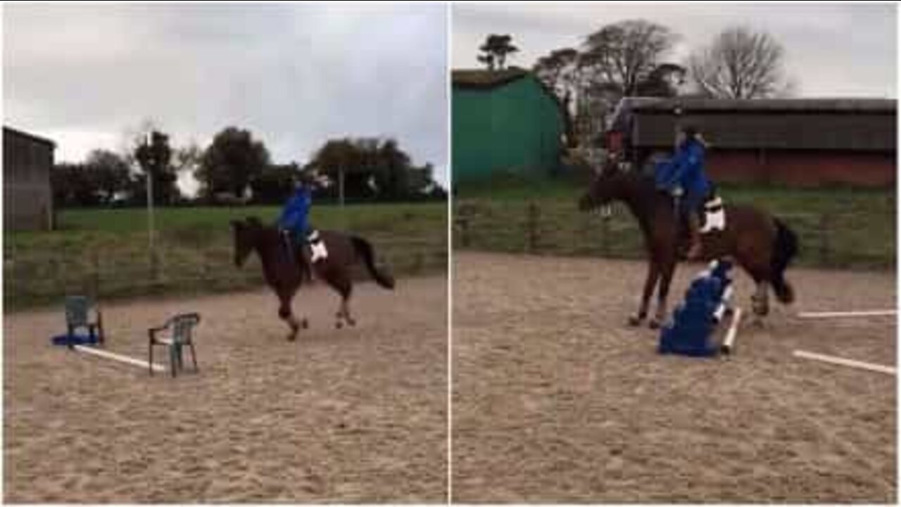 Même le plus petit obstacle est trop grand pour ce cheval!