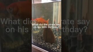 Pirate joke - subscribe for more dad jokes @dadjokeschannel #shorts