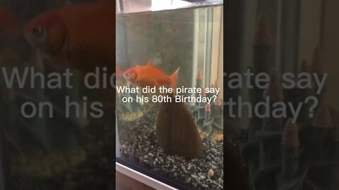 Pirate joke - subscribe for more dad jokes @dadjokeschannel #shorts