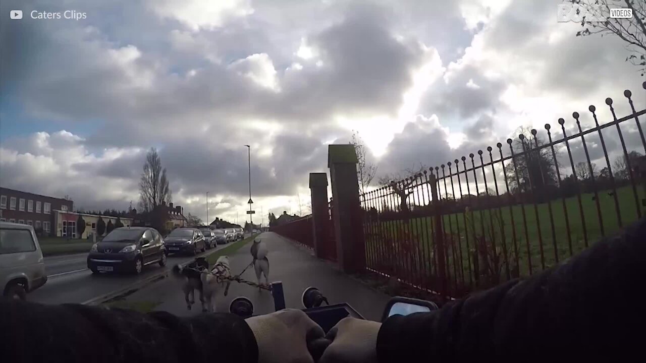 Ces husky promènent leur maître en chariot