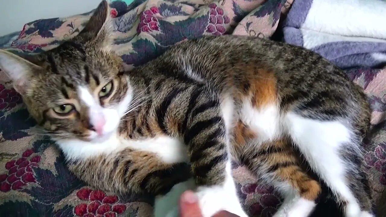 Kitten Hears Something and Wakes Up