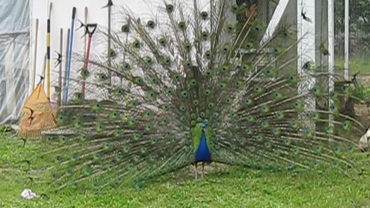 Peacocks Love to Party