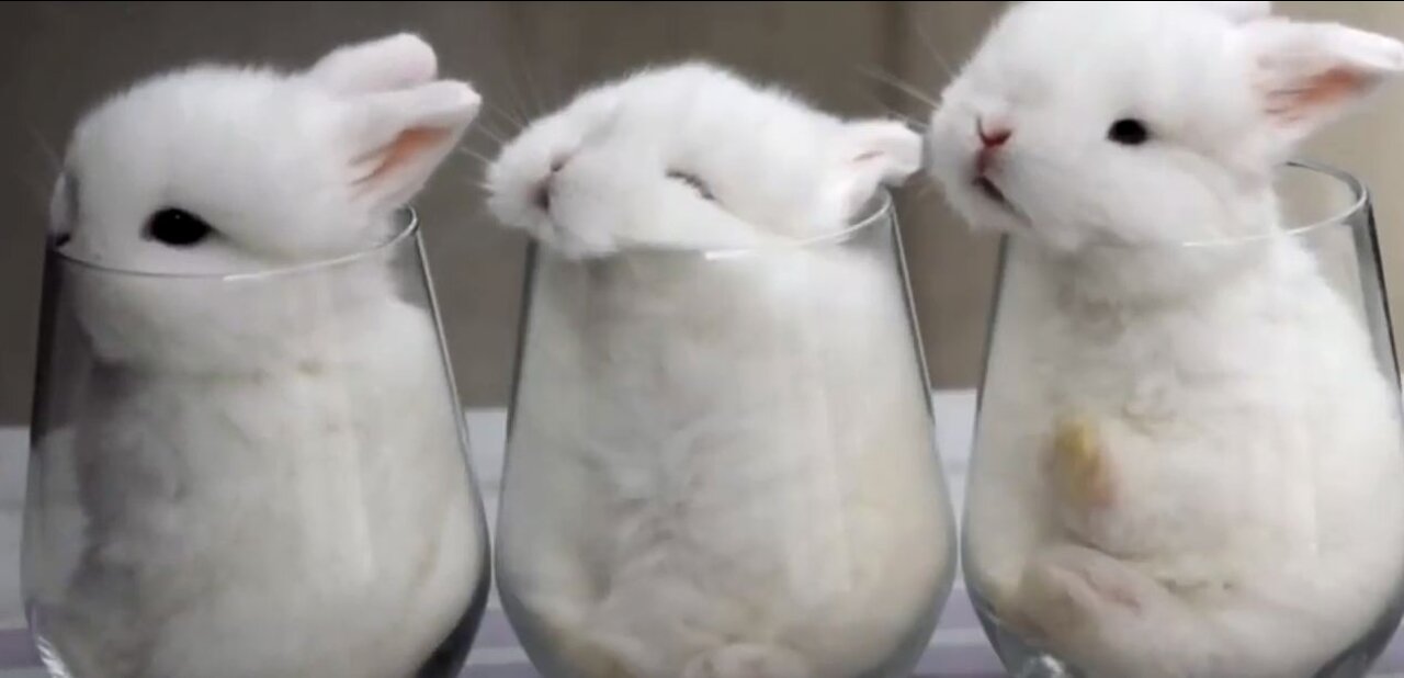 Cute Baby Bunny Compilation