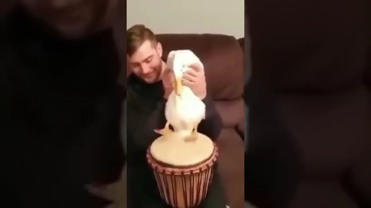 Playing the drum with a goose, the result is hilarious #shorts