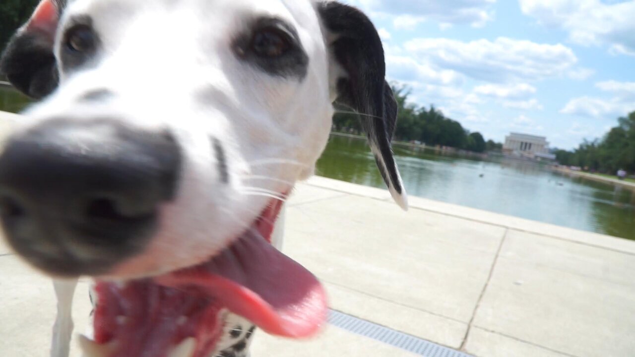 Luna Visits WWII Memorial in Washington DC