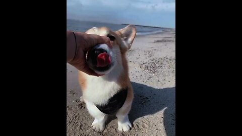 Forehead washing of Cute 🥰 Puppy 🐕 | #Shorts #Animals #Dog