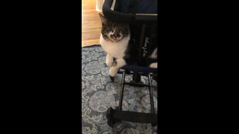 Mr. Kitty Wants a Ride in the Stroller!