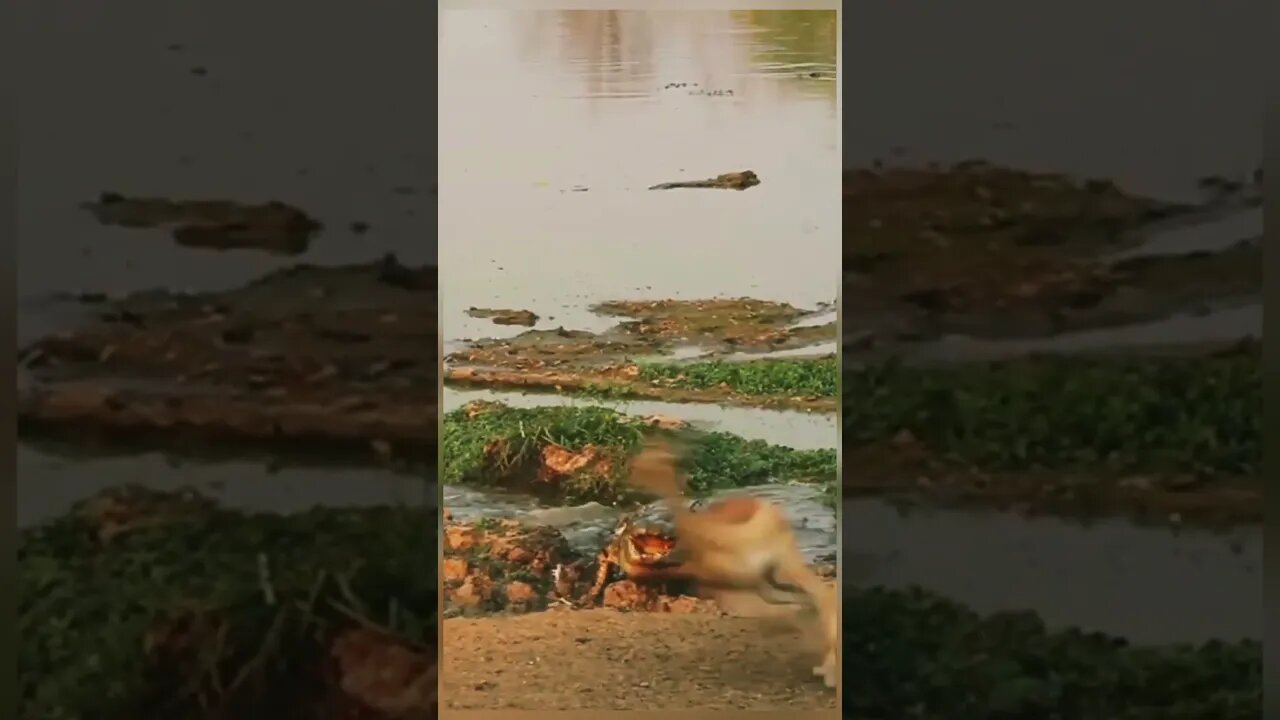 Crocodile surprised hunt impala but Impala escap