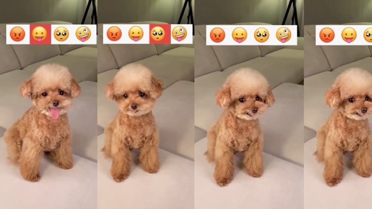 Puppy as an emoji