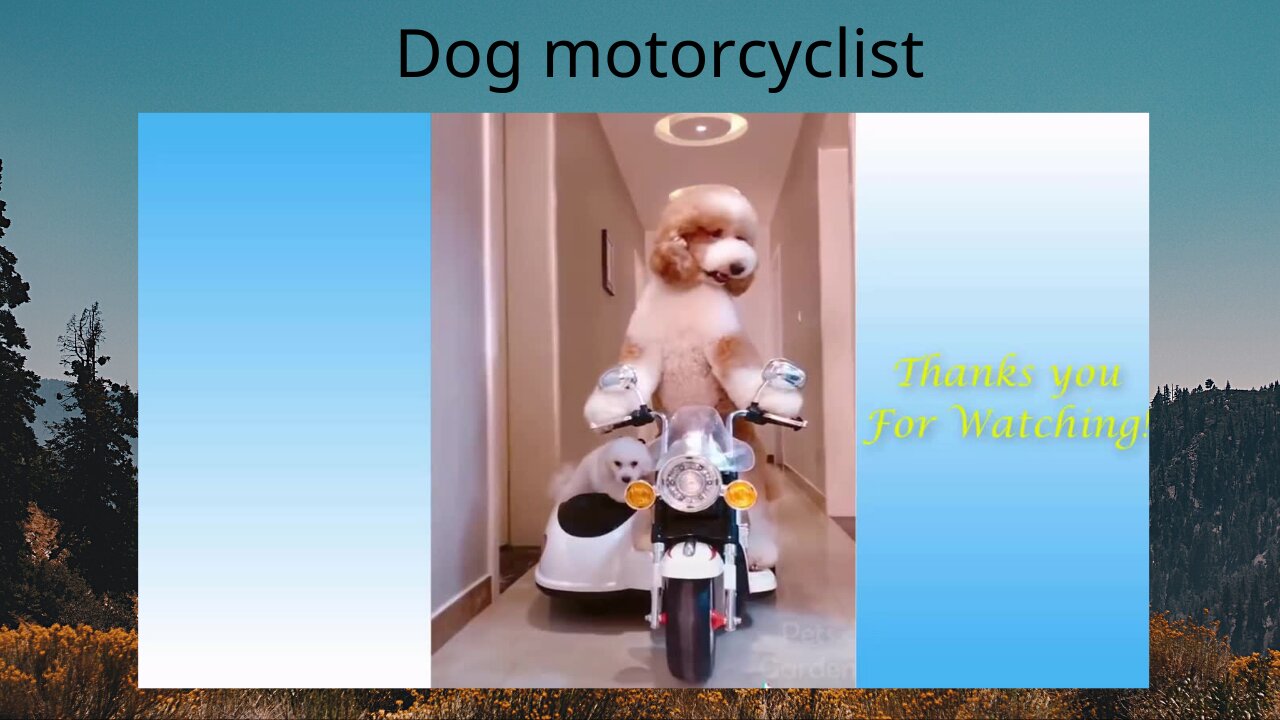 Dog Motorcyclist