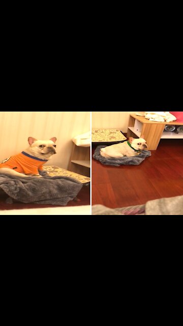 Come on man leave the dog alone