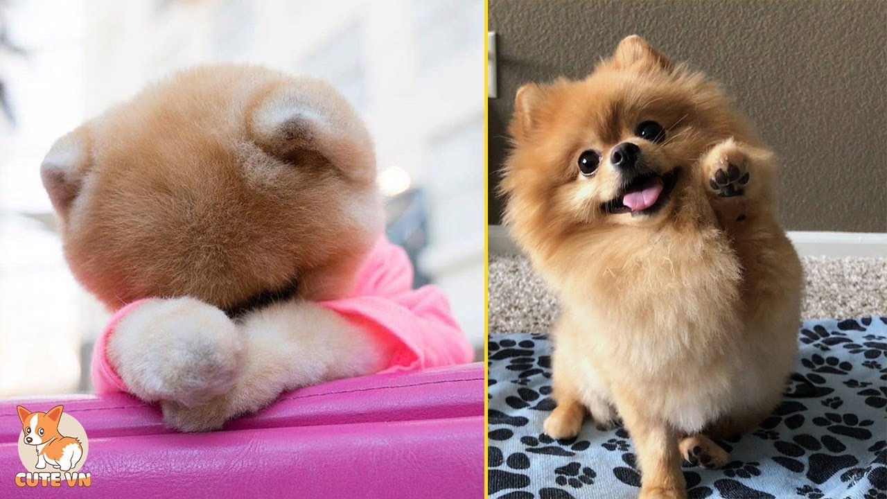 😍 Mini Pomeranian - Funny and Cute Pomeranian Videos