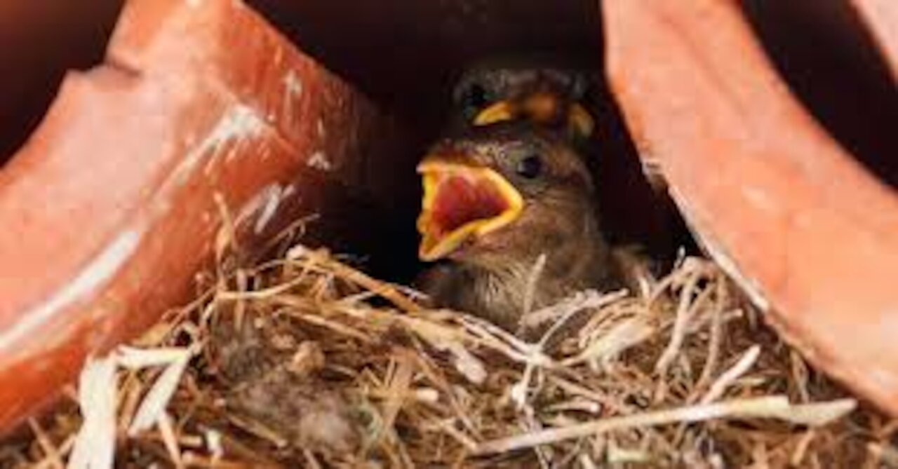 A bird feeds its chicks in a strange way,,,