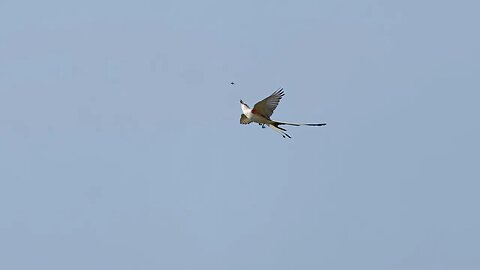 Scissior-Tail Flycatcher, Sony A1/Sony Alpha1, 4k