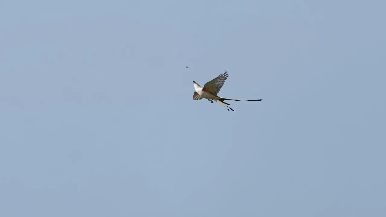 Scissior-Tail Flycatcher, Sony A1/Sony Alpha1, 4k