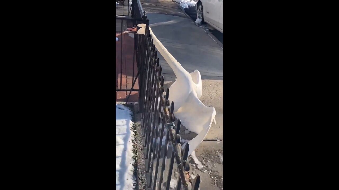 Swan was stuck in a fence