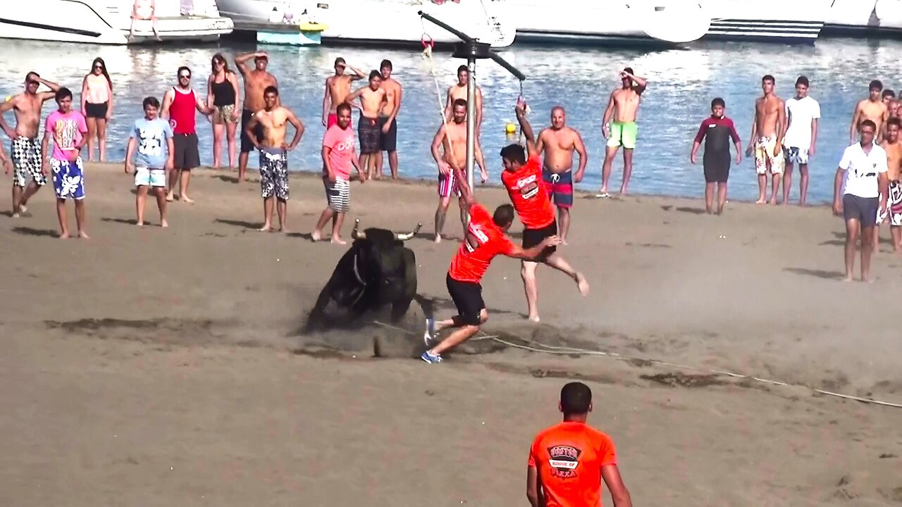 Best Funny Vídeos With Bulls - Clip5/2015 - Terceira Island Bullfights - Azores