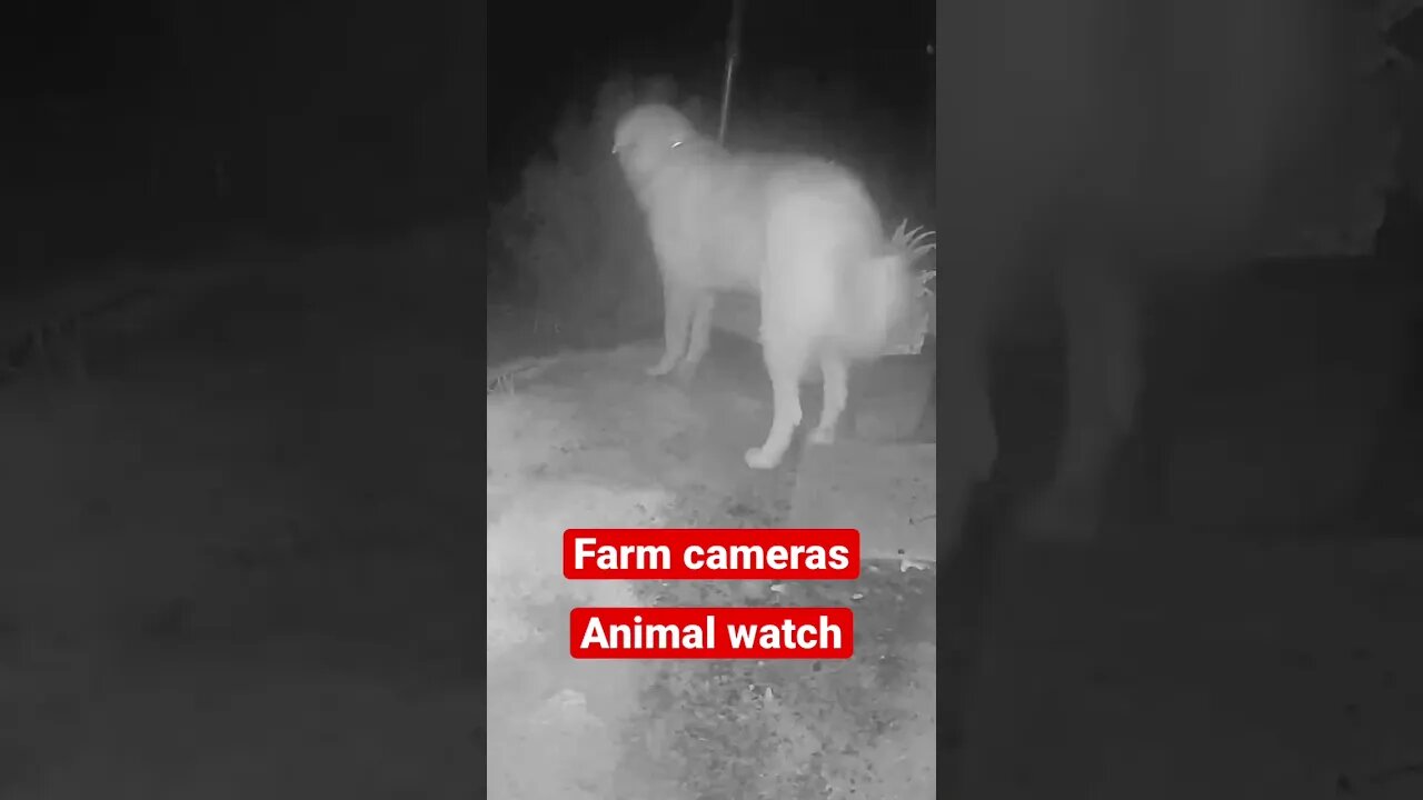 Farm cameras: monitoring animals