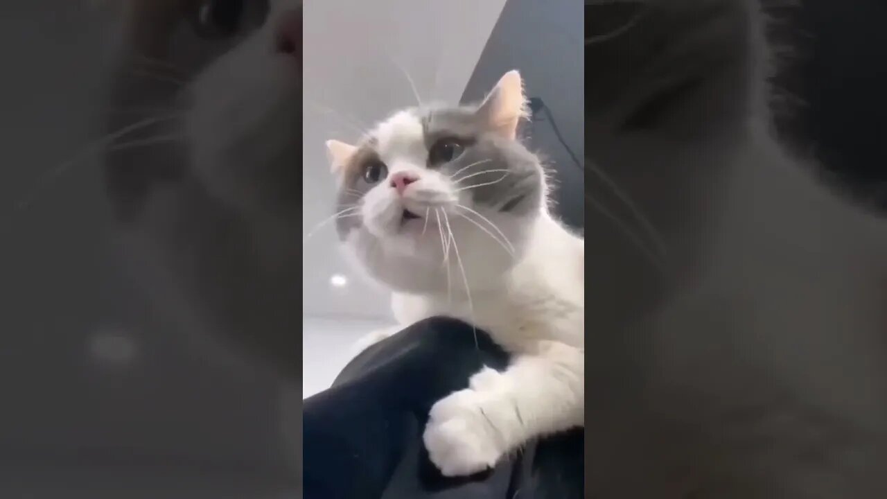 The cat singing गाना गाने वाली बिल्ली
