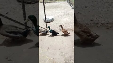 Some pretty ducks