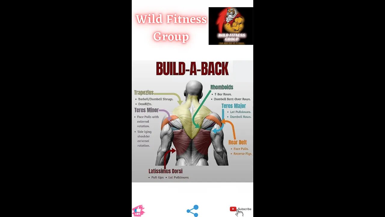 🔥Build a back🔥#fitness🔥#wildfitnessgroup🔥#shorts🔥