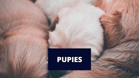 #shorts #Puppies are playing
