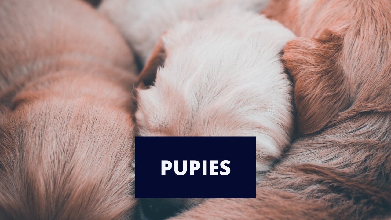 #shorts #Puppies are playing