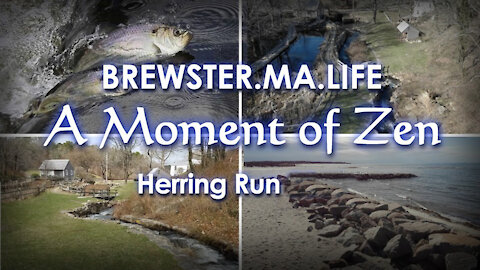 Paine's Creek Herring Run - Brewster.MA.Life