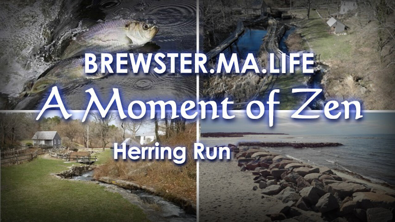 Paine's Creek Herring Run - Brewster.MA.Life