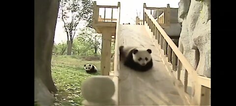 Cute pandas playing on the slide