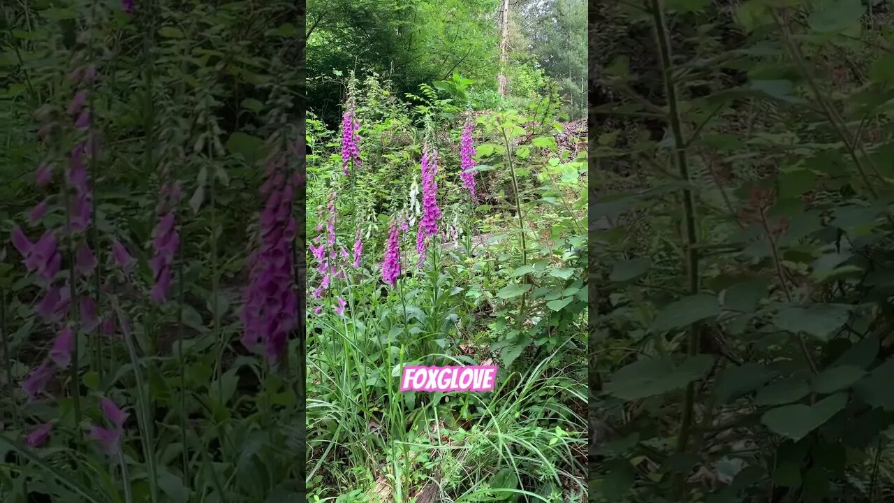 Foxglove, permaculture at work